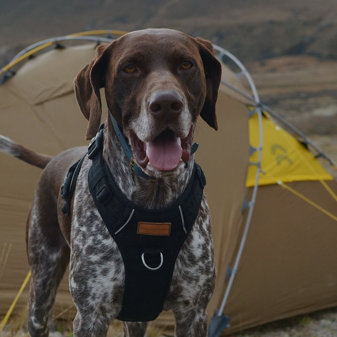 Overnight Tramping With My Dog Riko